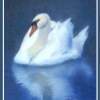 The Swan - Pastel Paintings - By Sue Lamarr Kramer, Realistic Painting Artist